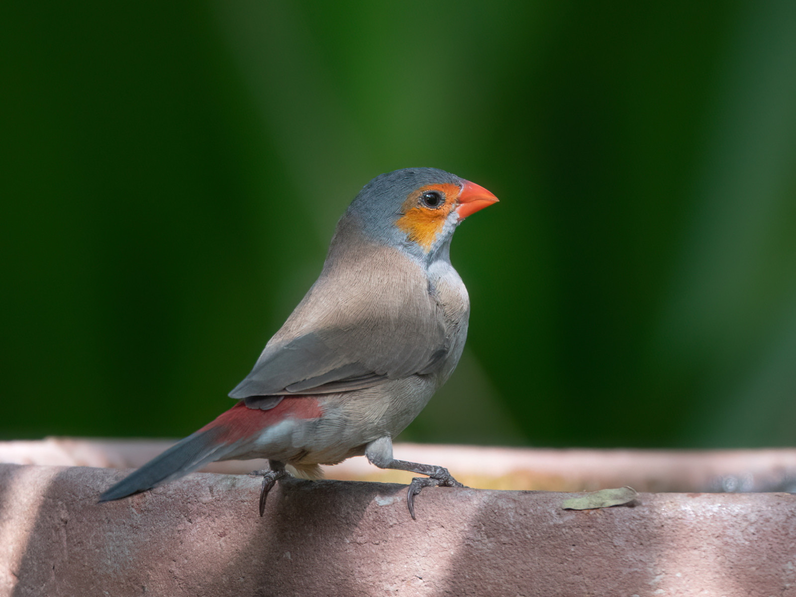 image Orange-cheeked Waxbill